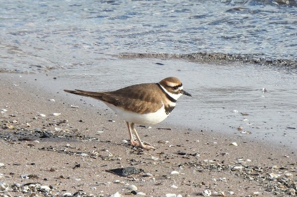 Killdeer - ML646427736