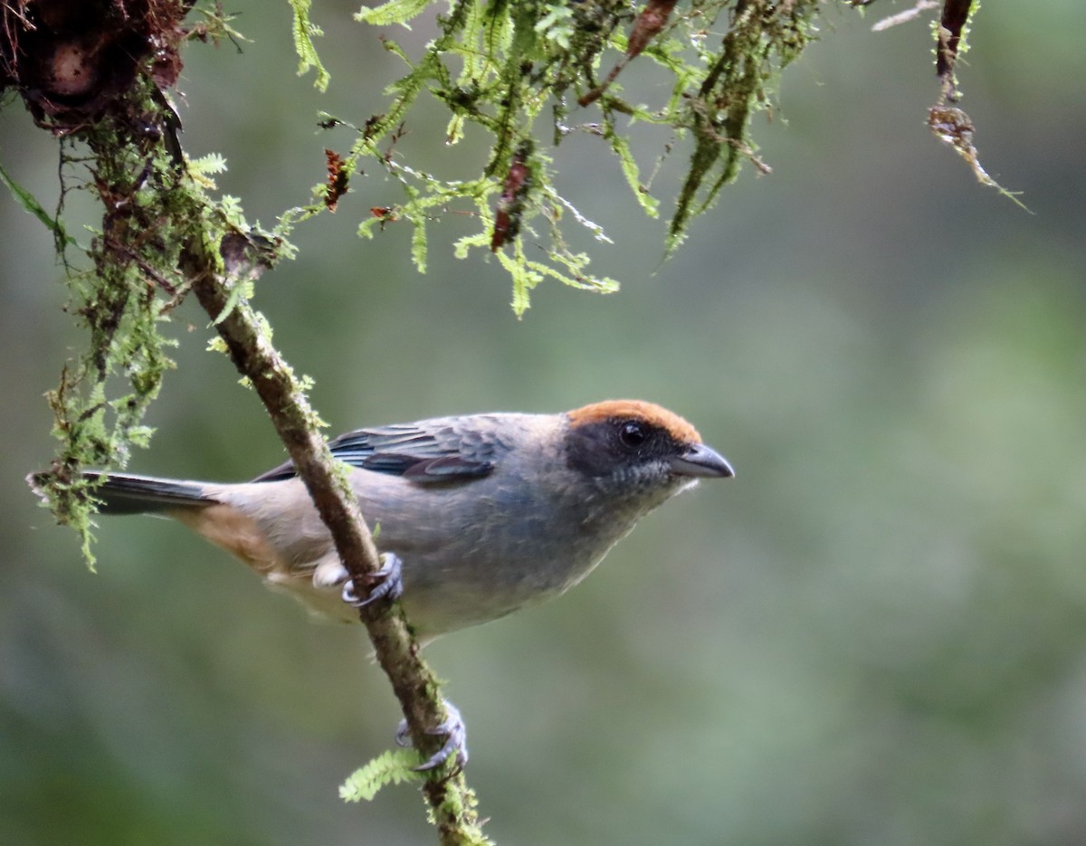 Scrub Tanager - ML646427737