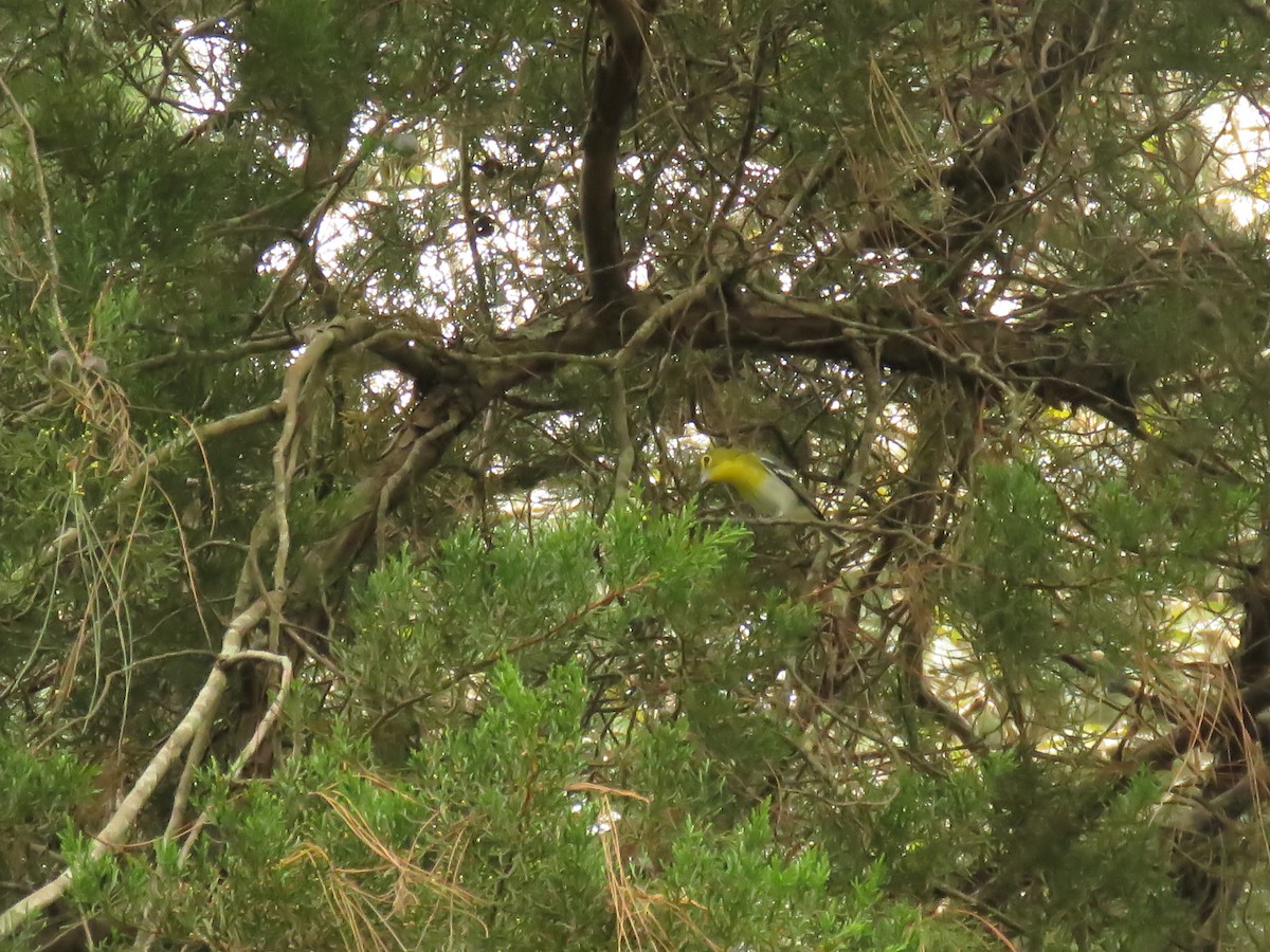 Yellow-throated Vireo - ML646427738