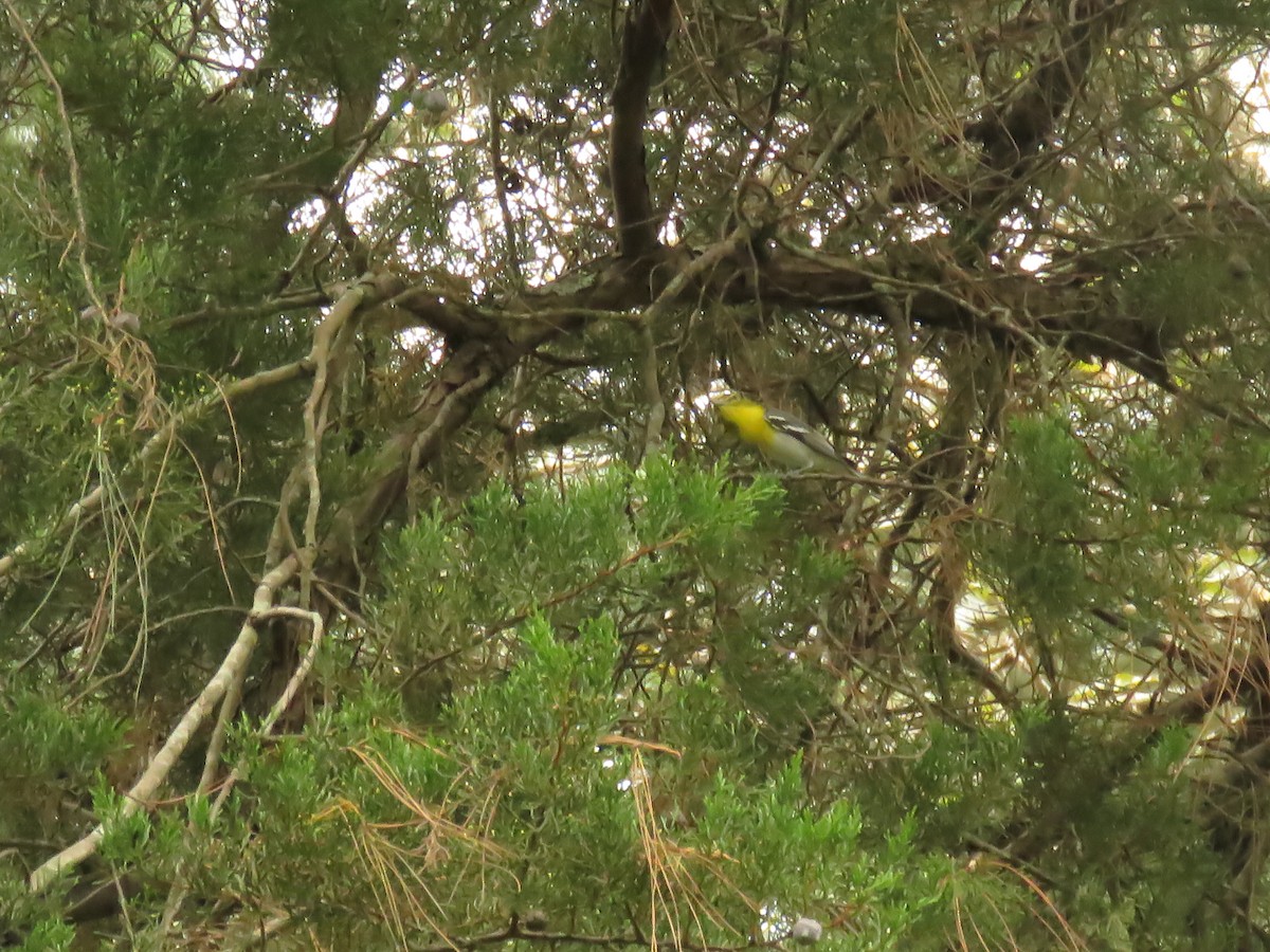 Yellow-throated Vireo - ML646427739