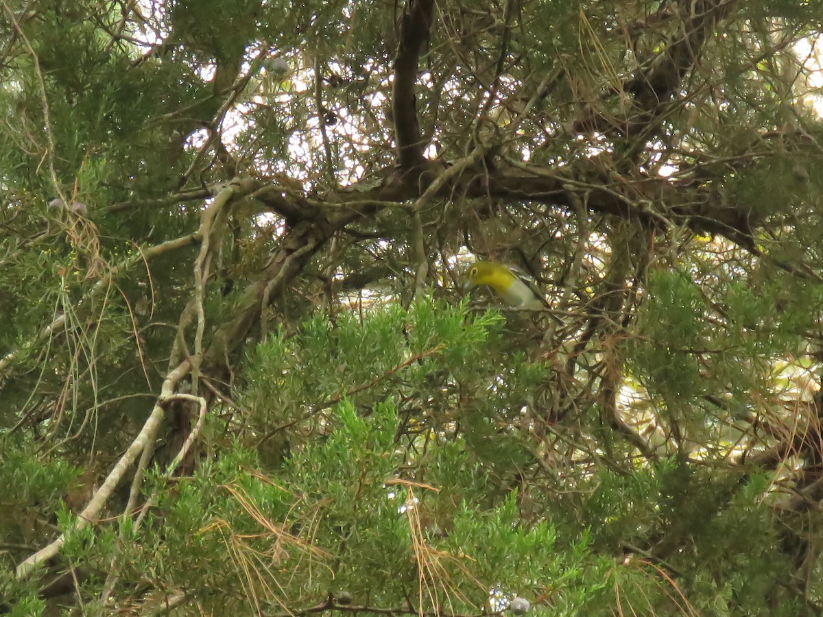 Yellow-throated Vireo - ML646427740