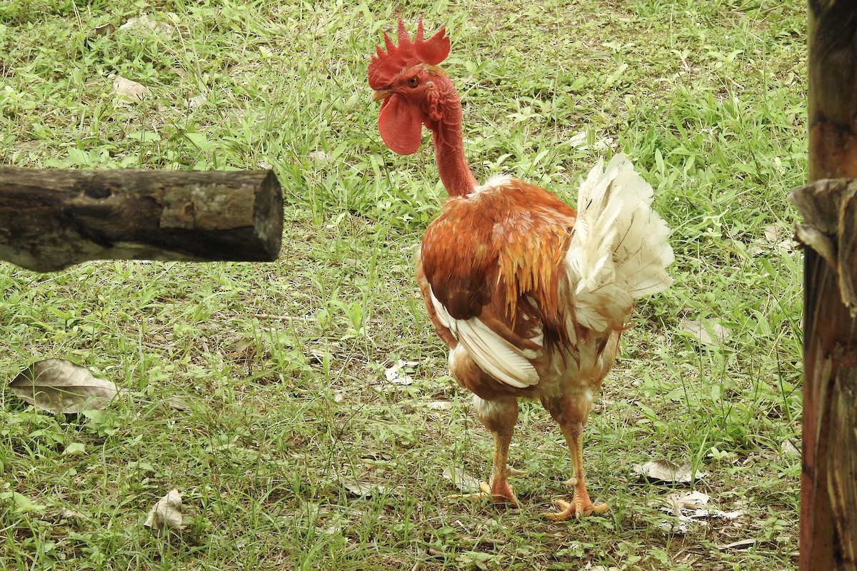 Animals - ML646427741