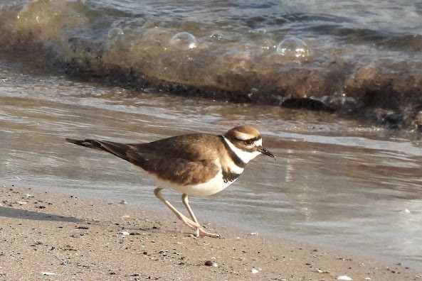 Killdeer - ML646427743