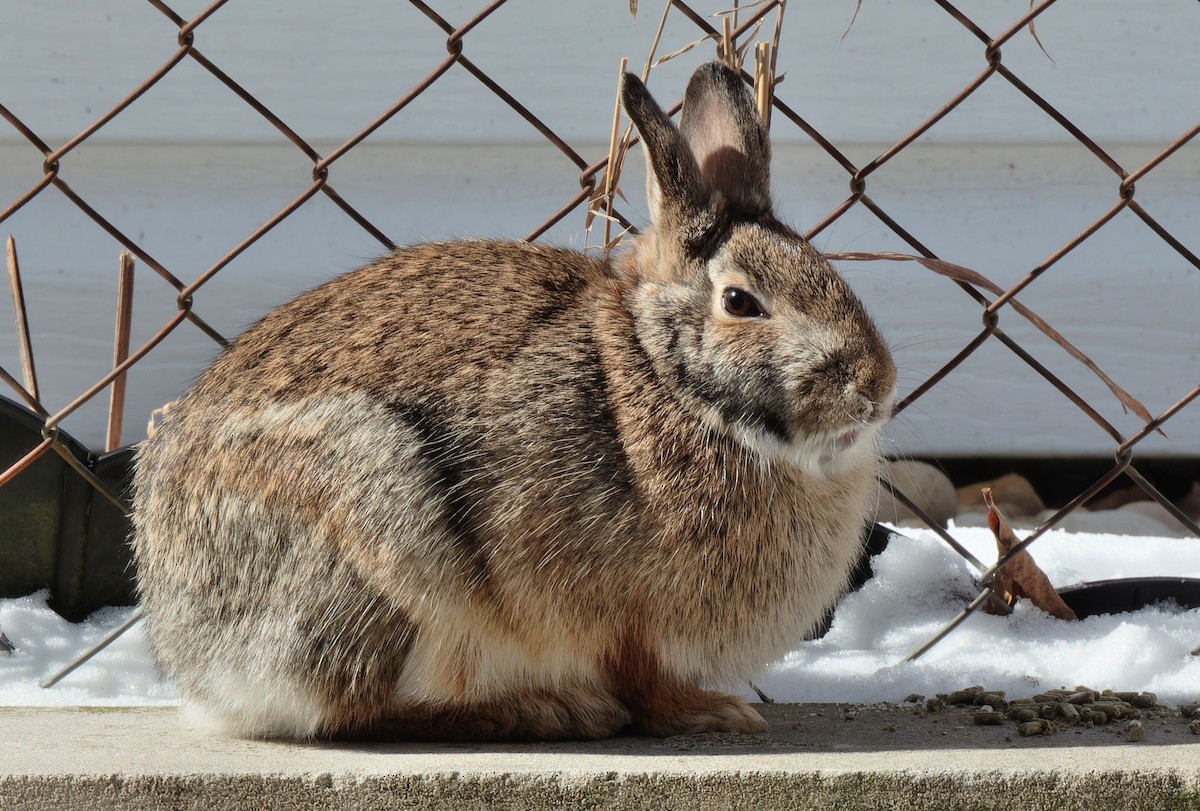 Mammals - ML646427750