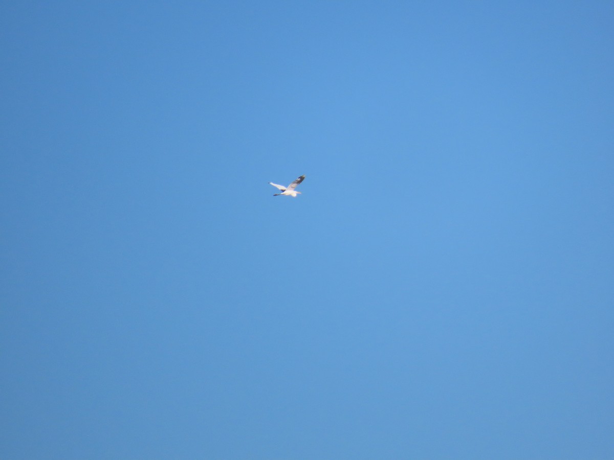 Garceta Grande - ML646427761