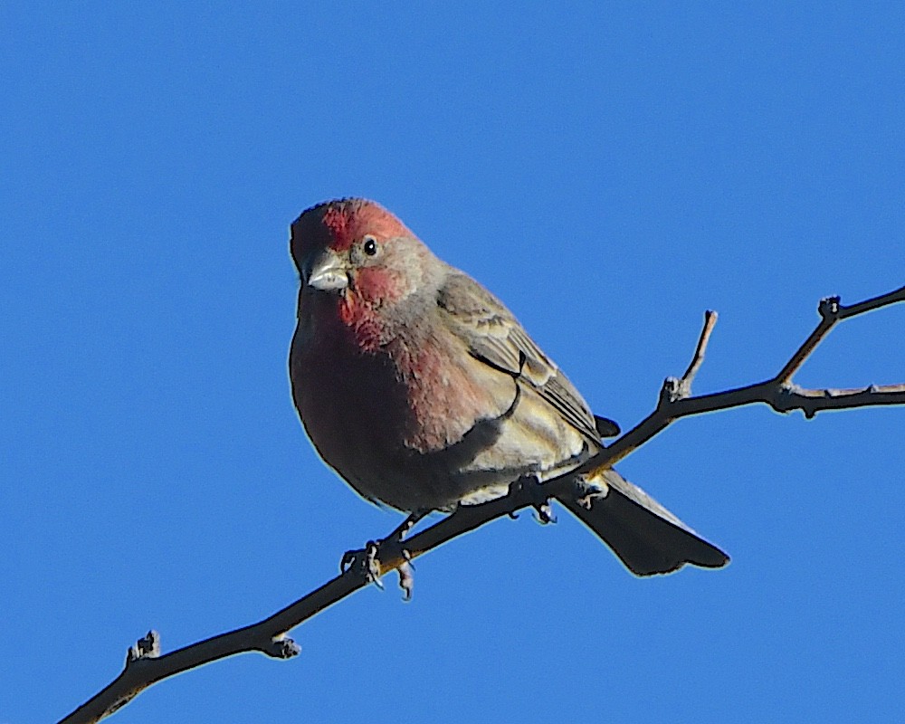 House Finch - ML646427763