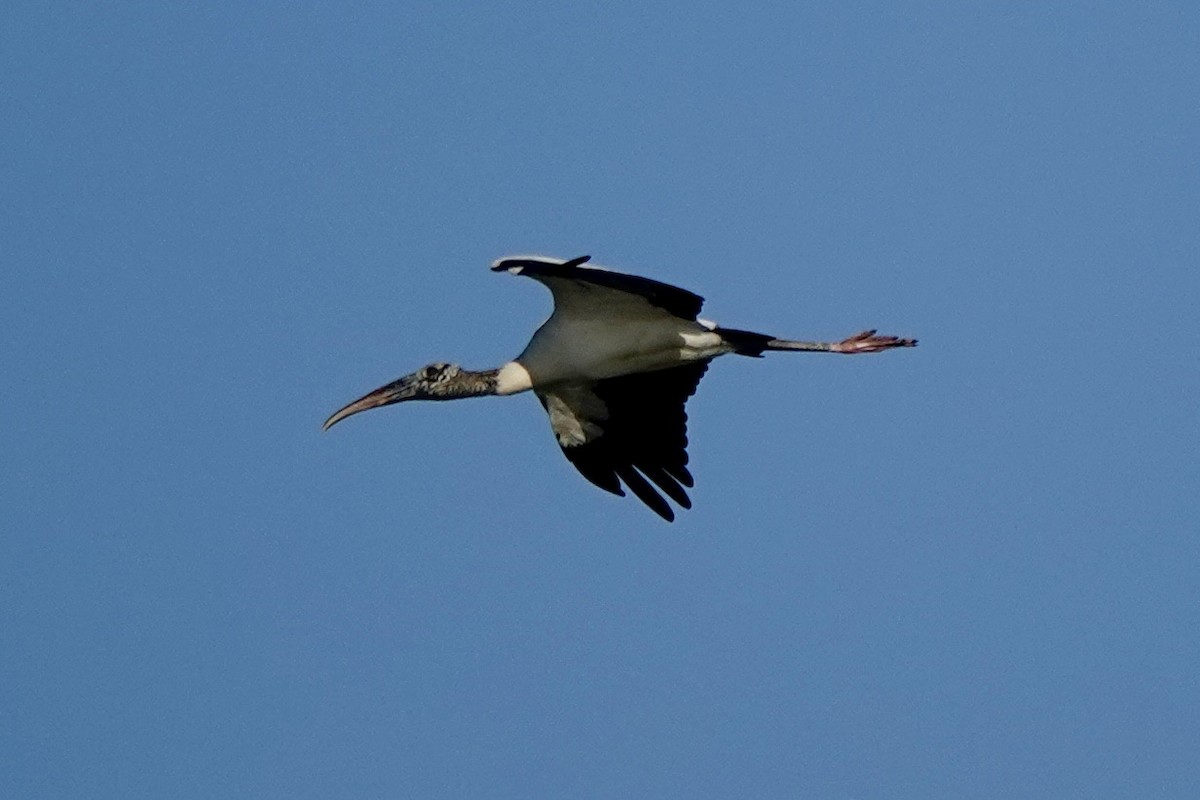 Wood Stork - ML646427764