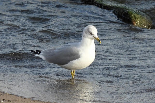 Ring-billed Gull - ML646427765