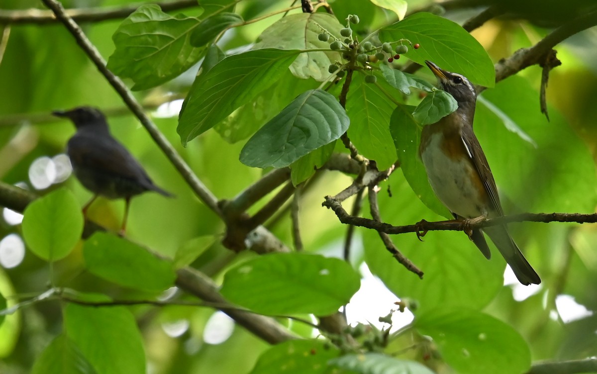 Eyebrowed Thrush - ML646427767