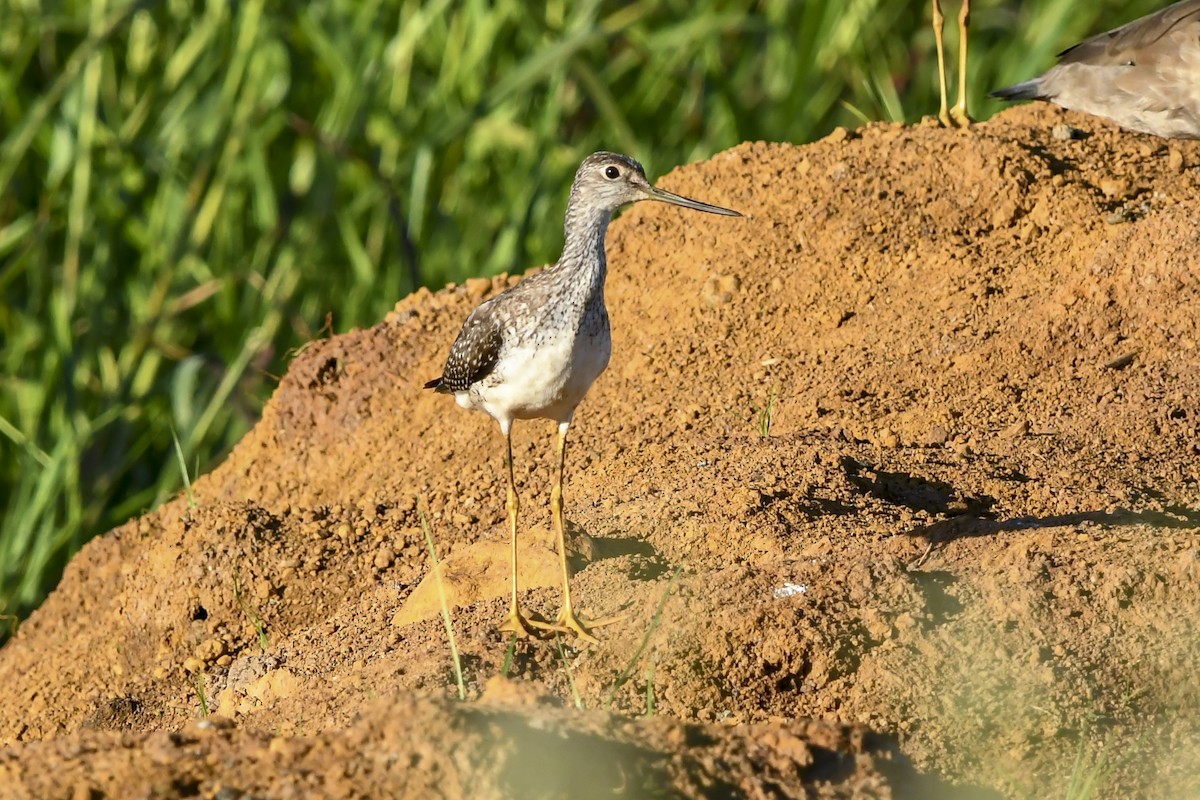 Greater Yellowlegs - ML646427768