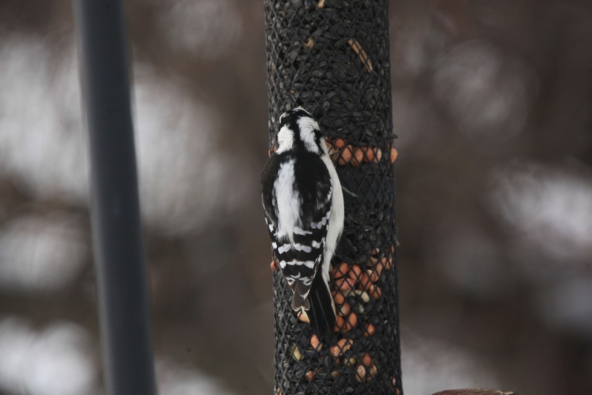 Downy Woodpecker - ML646427772