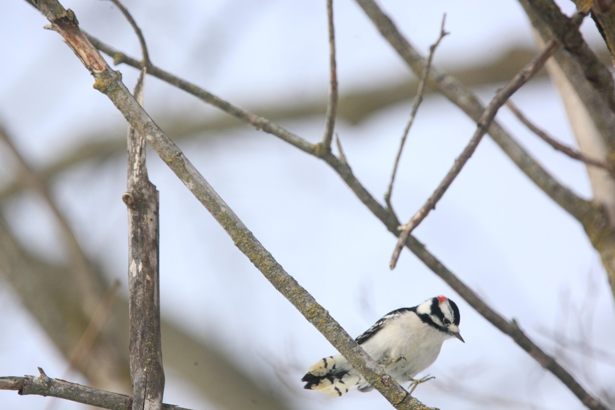 Downy Woodpecker - ML646427773