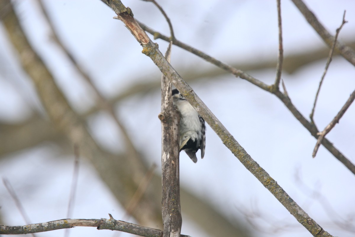 Downy Woodpecker - ML646427774