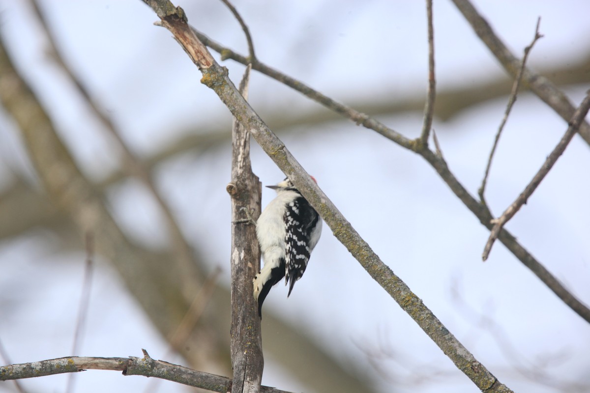 Downy Woodpecker - ML646427775