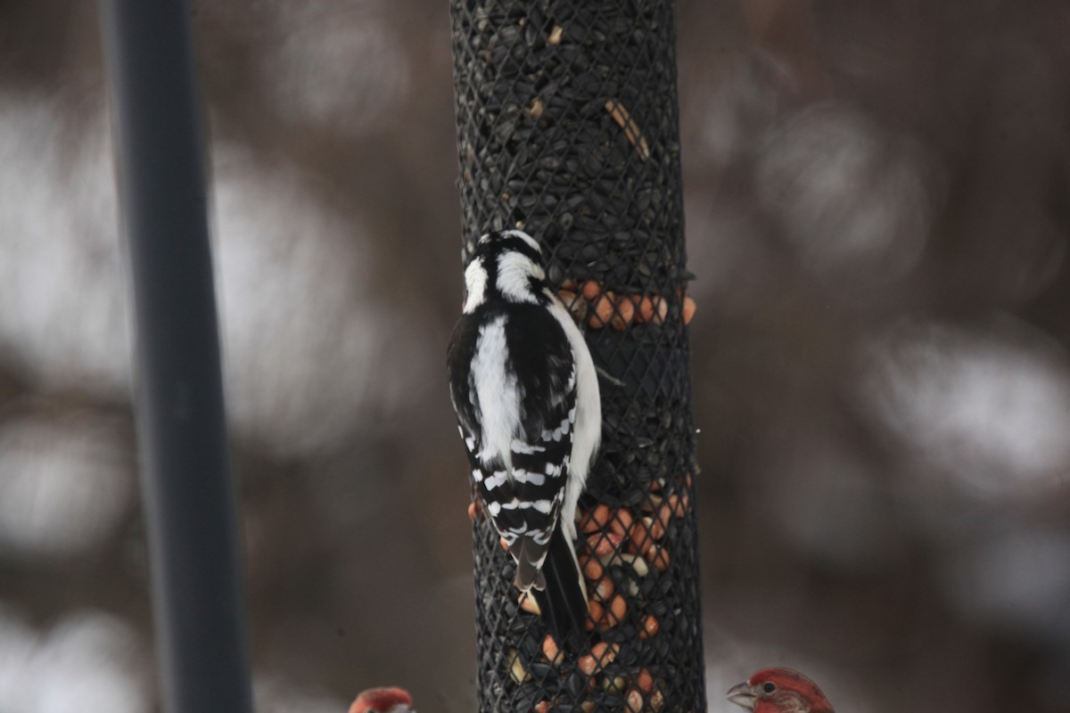 Downy Woodpecker - ML646427777