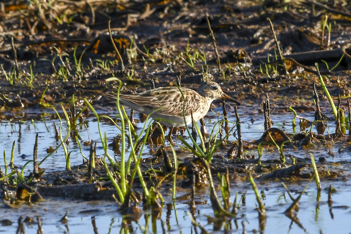 Piovanello pettorale - ML646427778