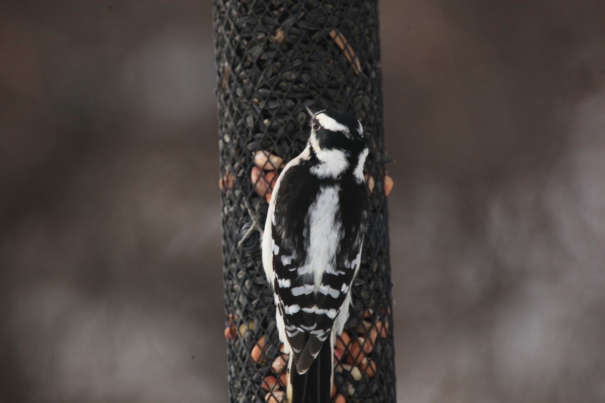Downy Woodpecker - ML646427779