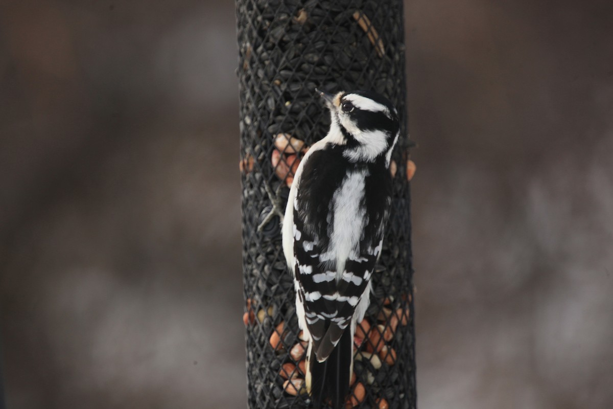 Downy Woodpecker - ML646427780