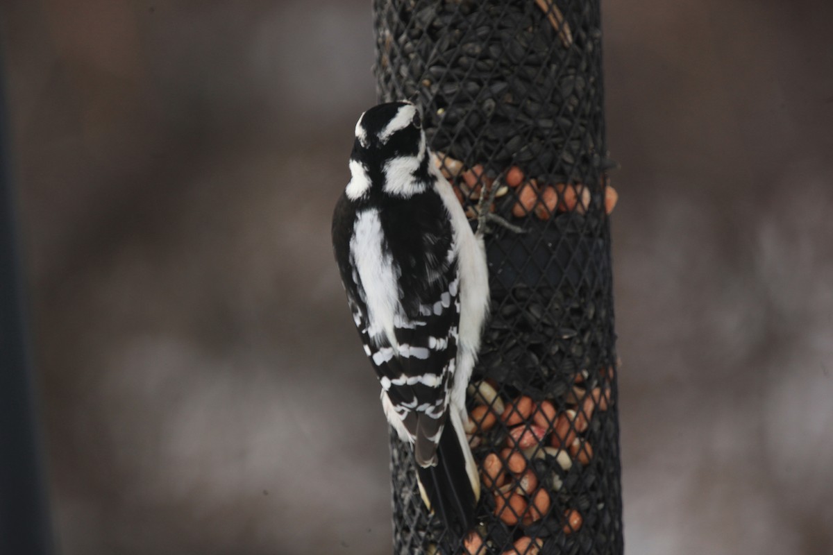 Downy Woodpecker - ML646427781