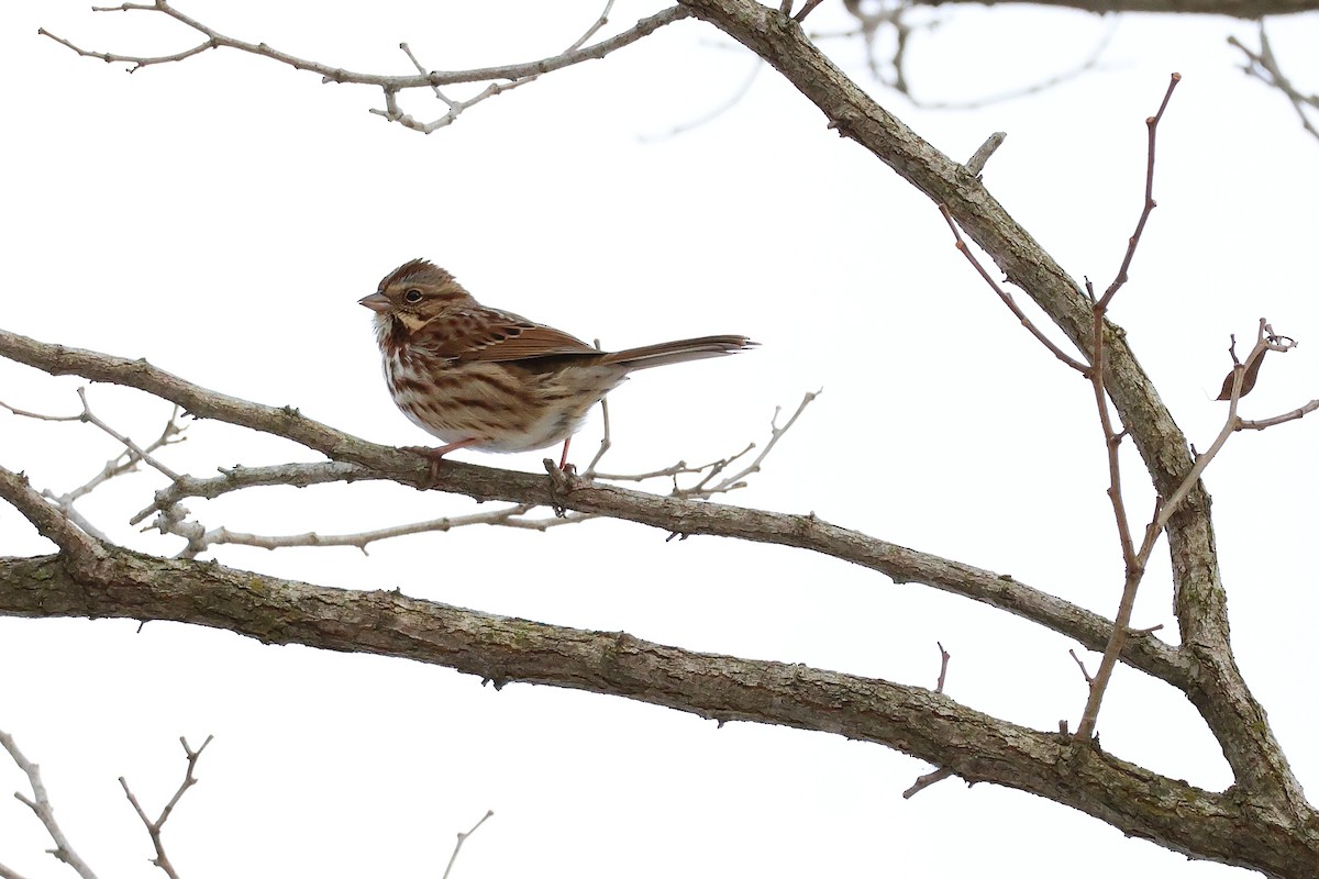 Song Sparrow - ML646427782