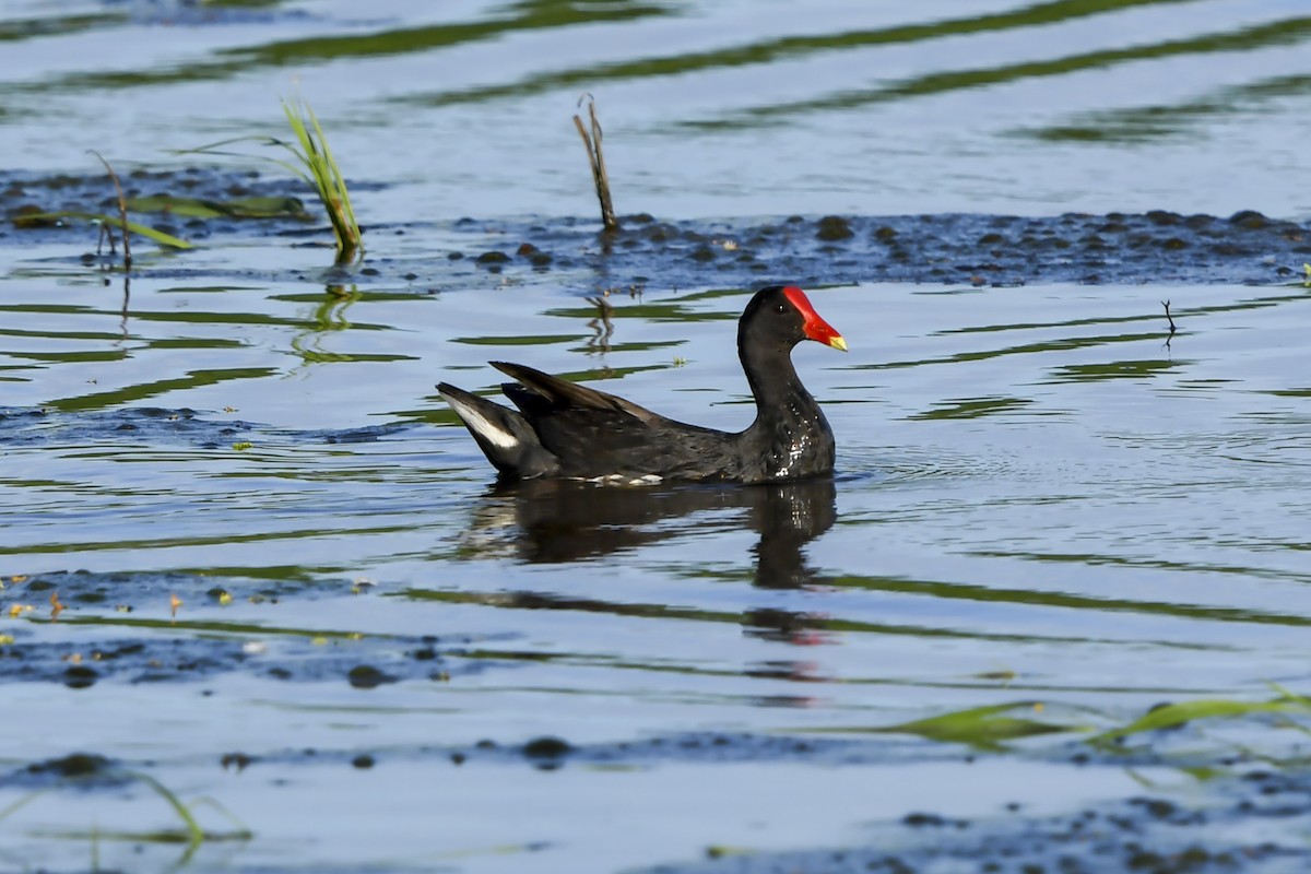 Common Gallinule - ML646427783