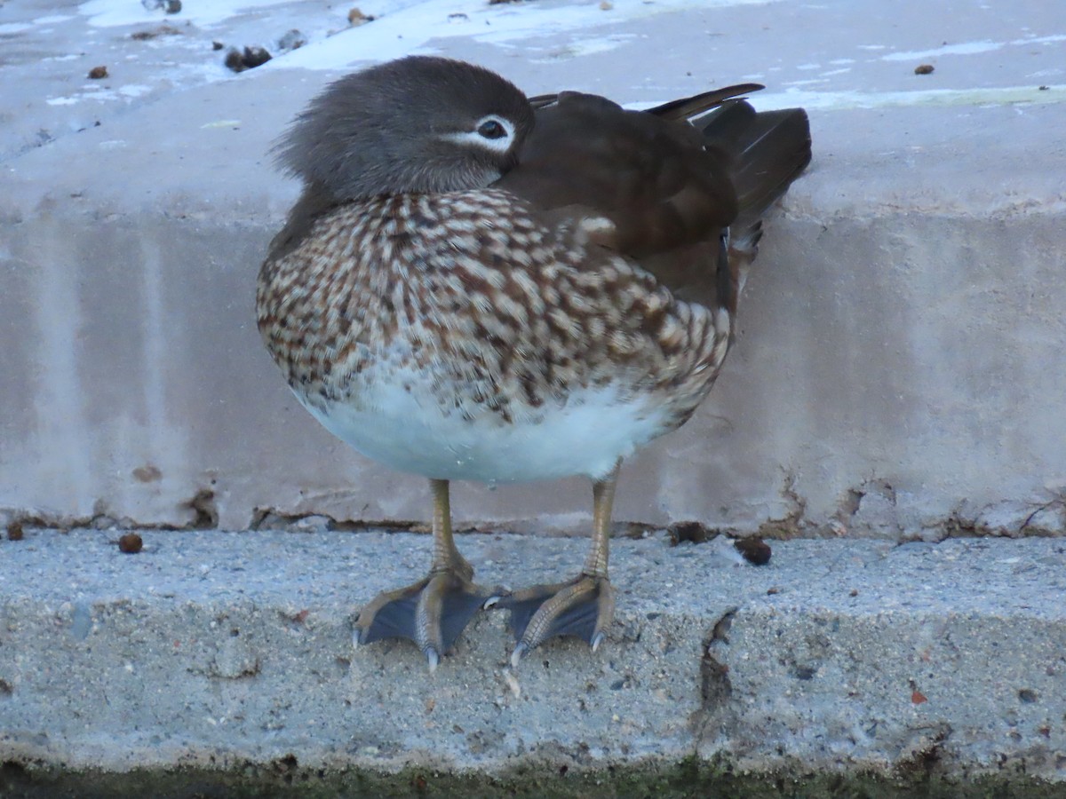 Mandarin Duck - ML646427786