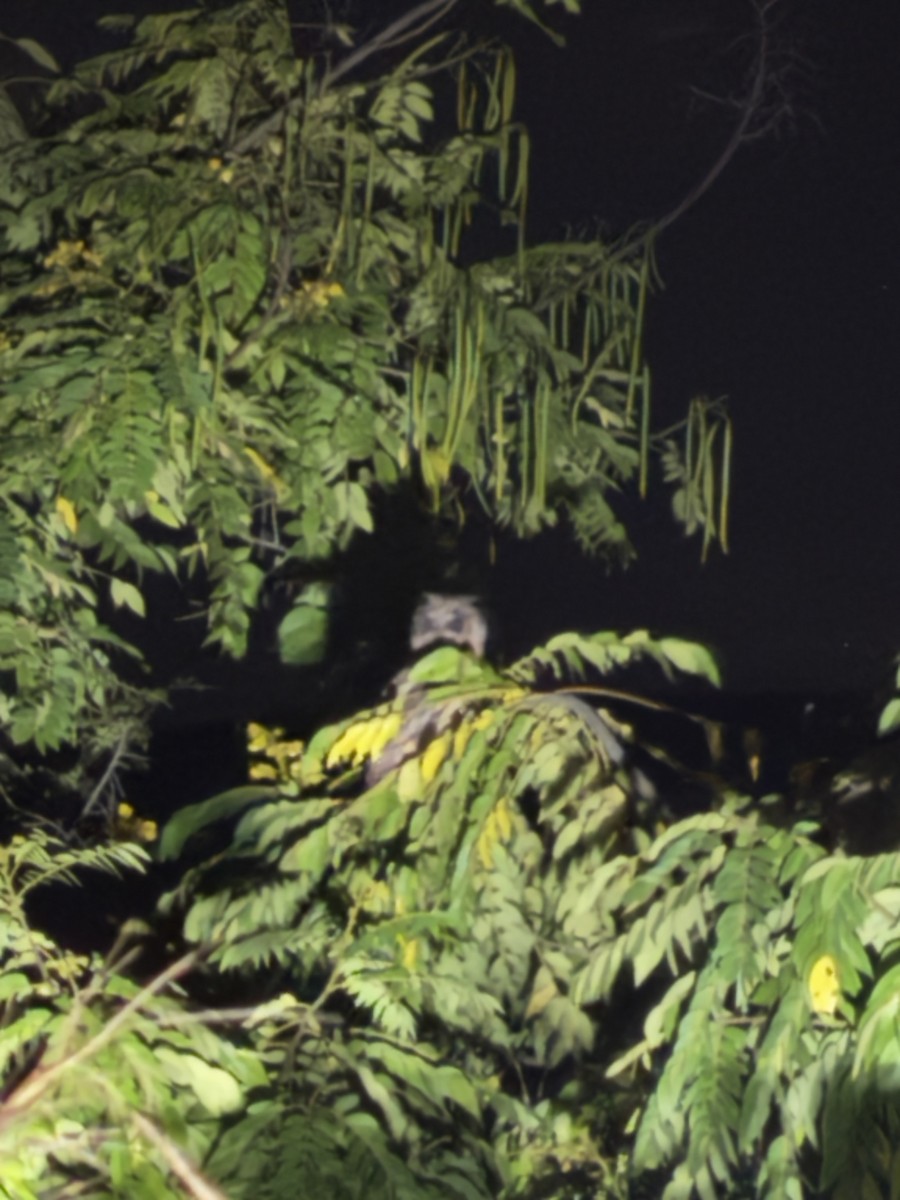 Striped Owl - ML646427787