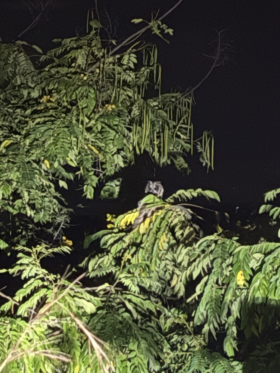 Striped Owl - ML646427788