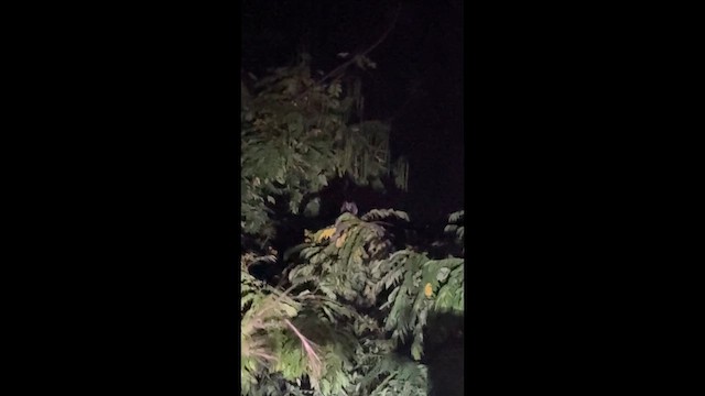 kalous proužkovaný - ML646427789