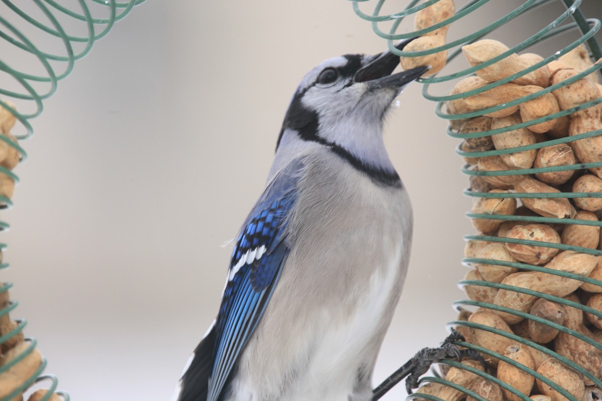 Blue Jay - ML646427790