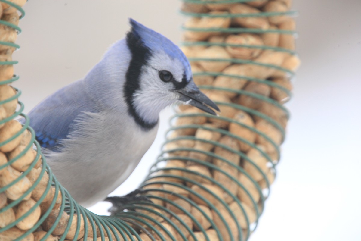 Blue Jay - ML646427791