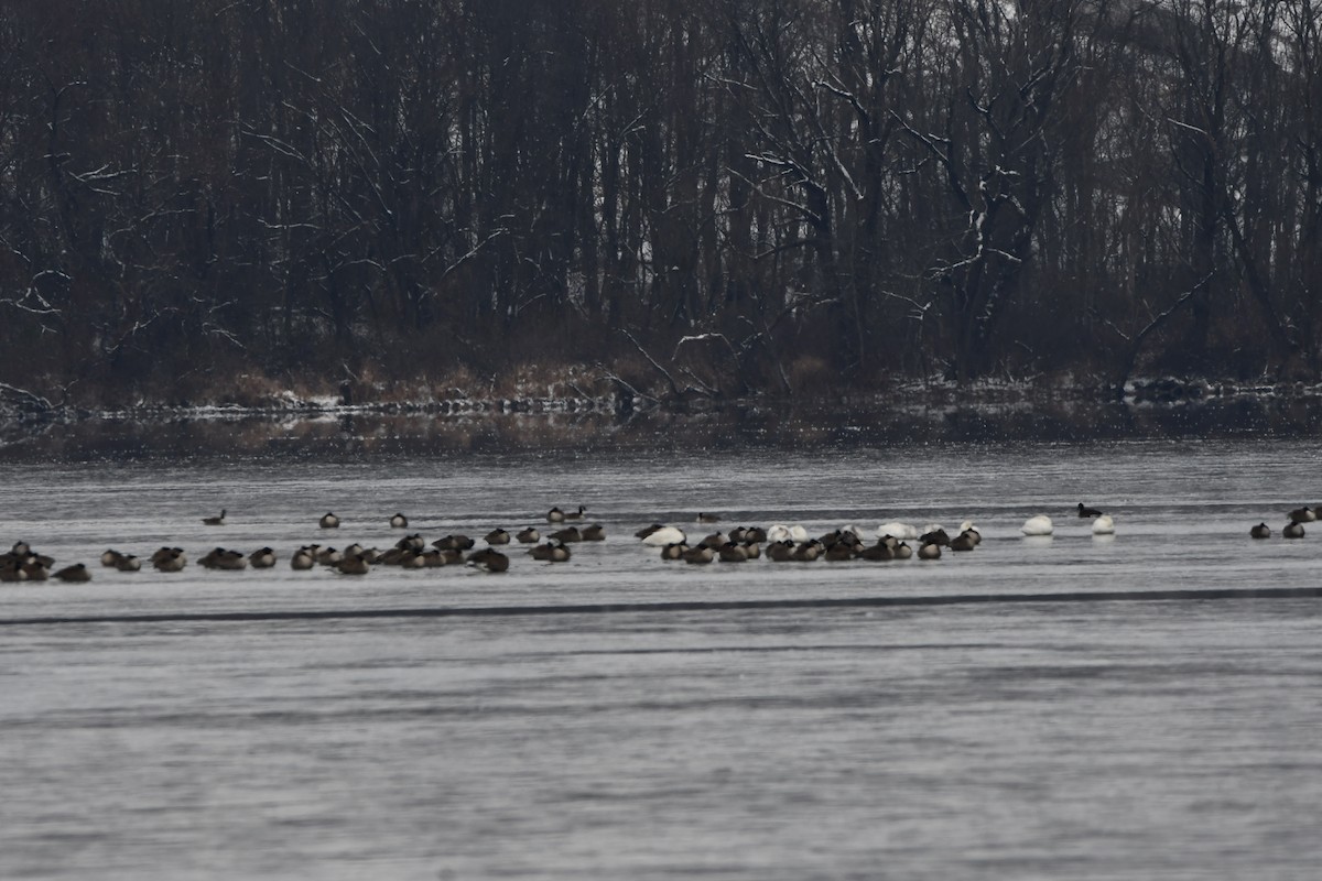 Tundra Swan - ML646427792