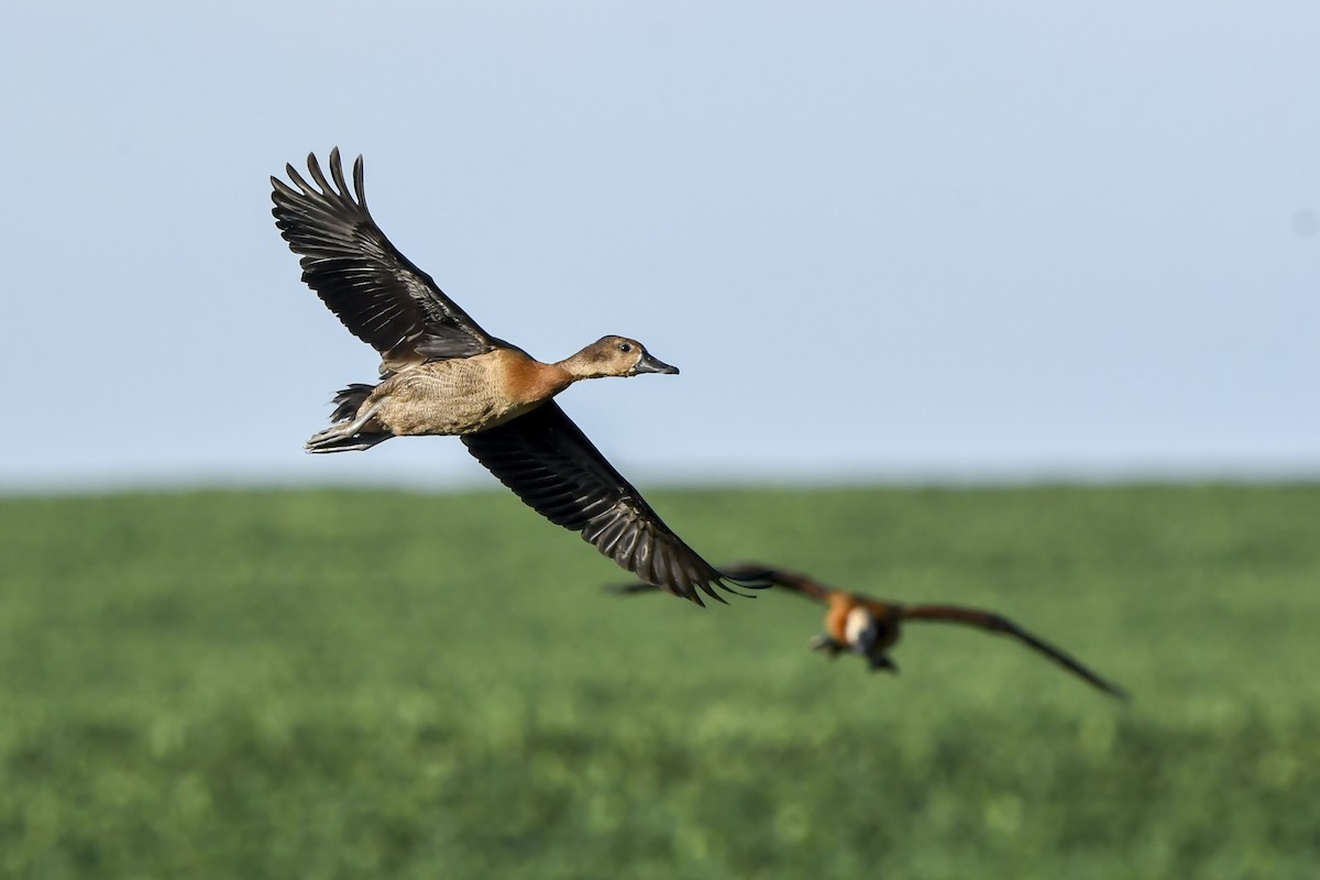 Dendrocigna facciabianca - ML646427795