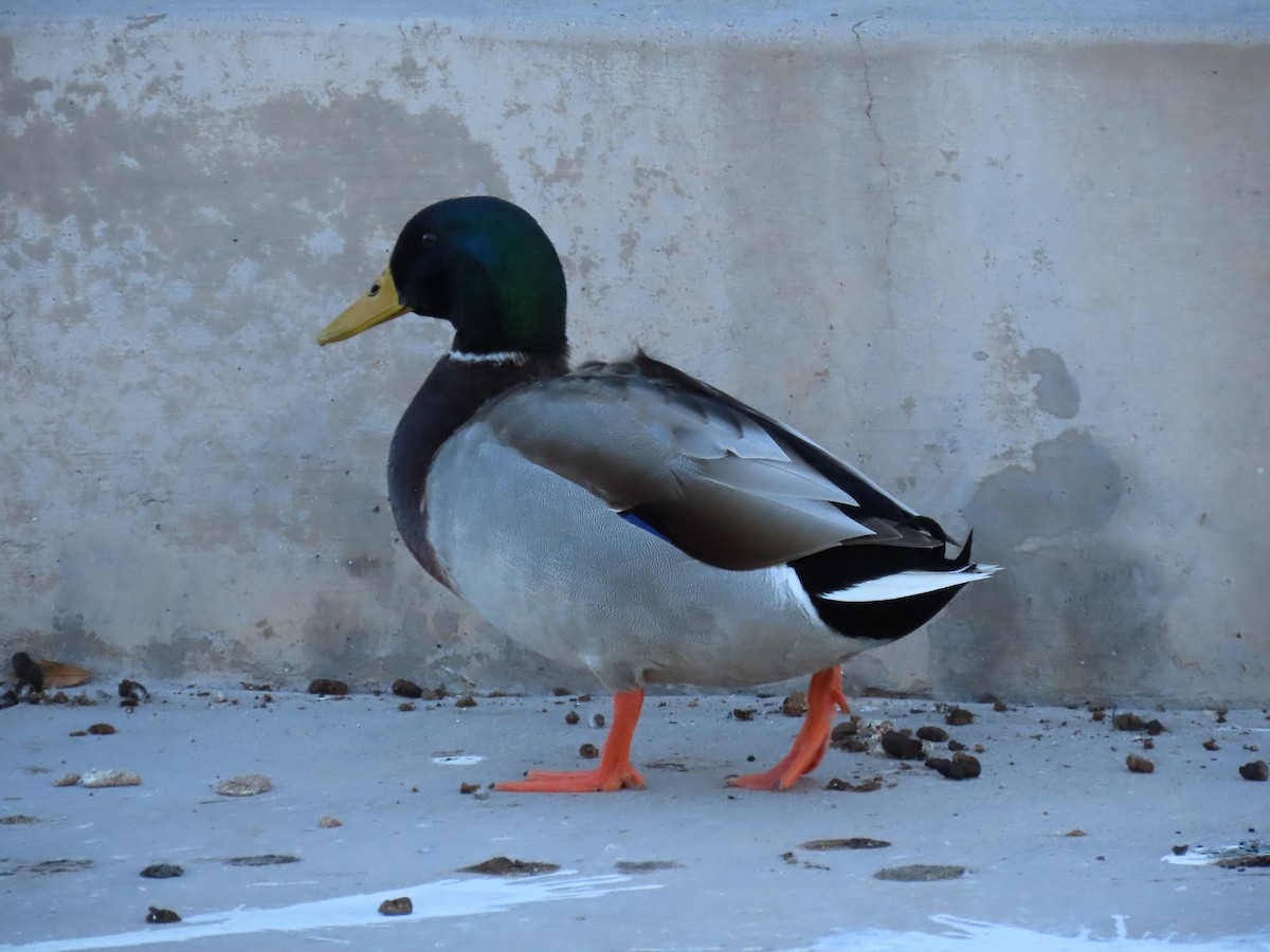 Germano reale - ML646427800