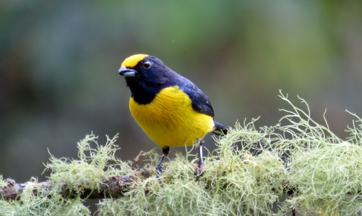 Orange-bellied Euphonia - ML646427801