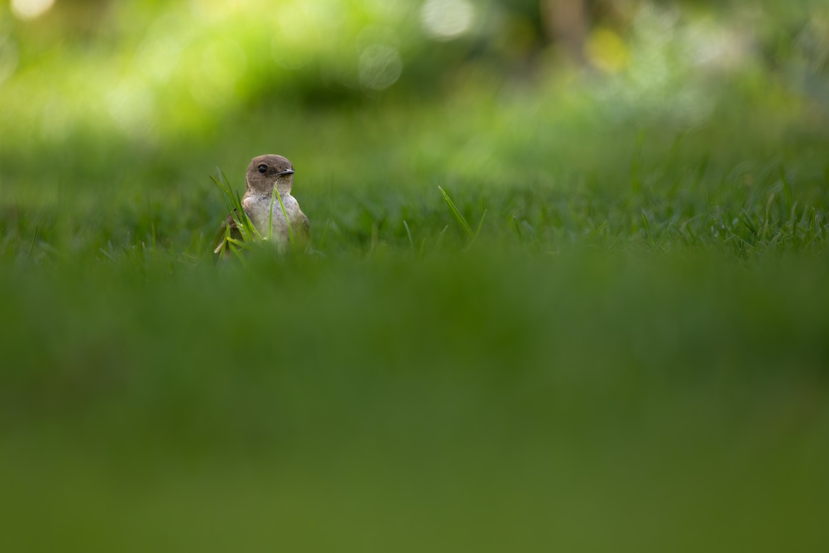 Northern Rough-winged Swallow - ML646427802