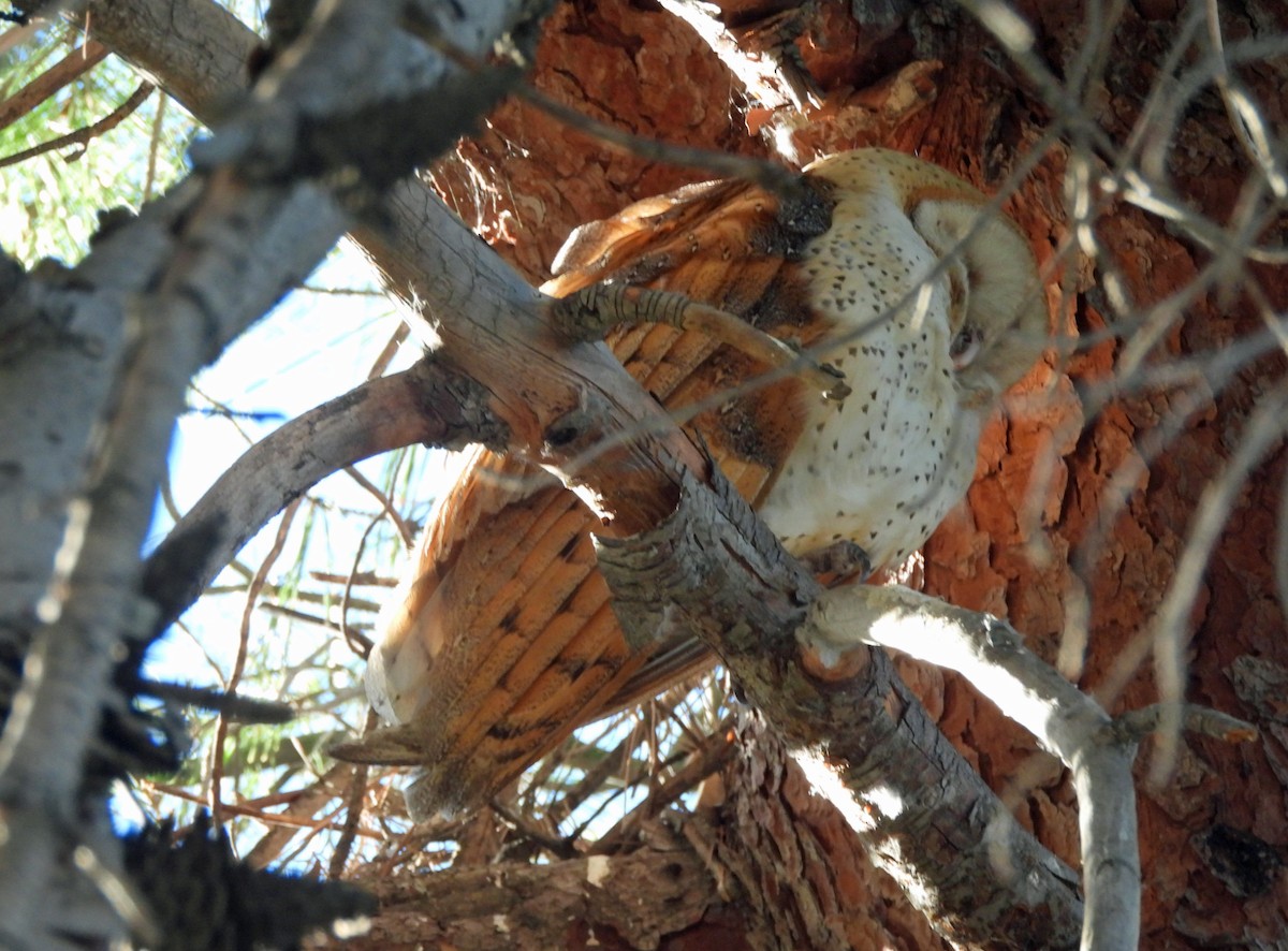 American Barn Owl - ML646427803