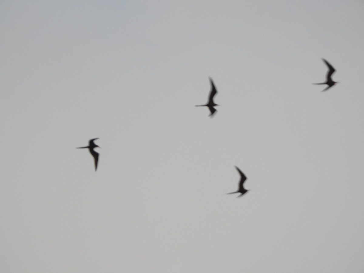 Magnificent Frigatebird - ML646427814