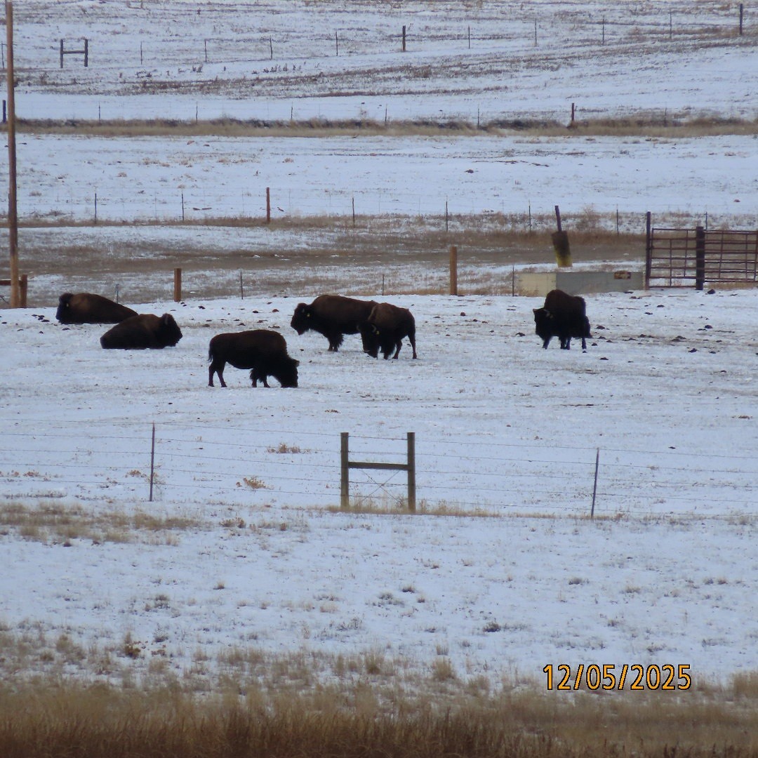 Animals - ML646427815