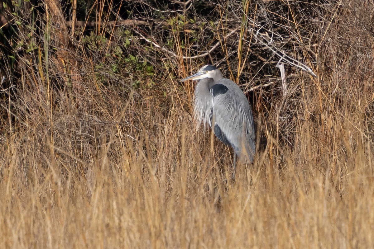 Great Blue Heron - ML646427819