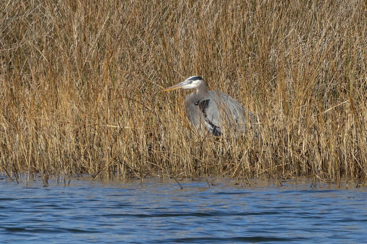 Great Blue Heron - ML646427820