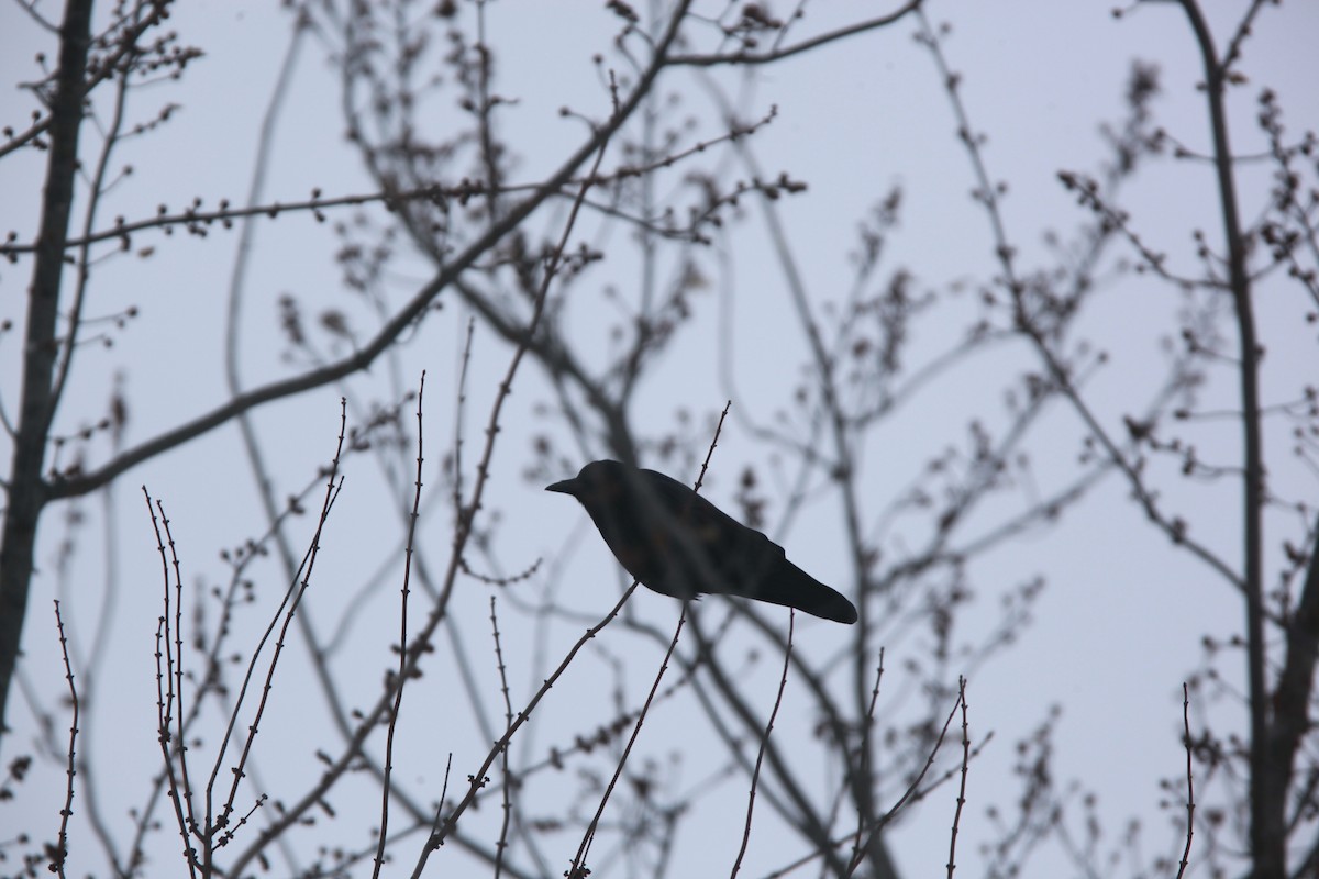 American Crow - ML646427821