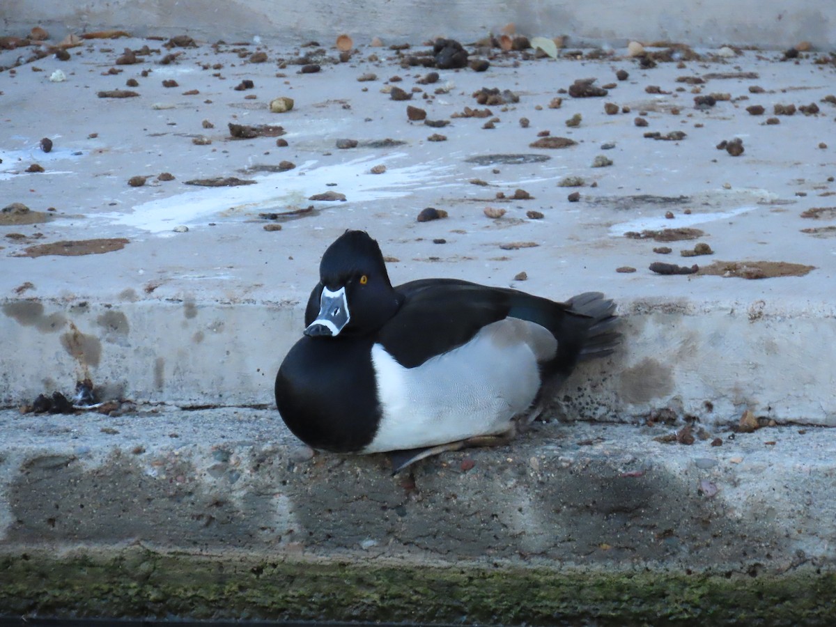 Moretta dal collare - ML646427823