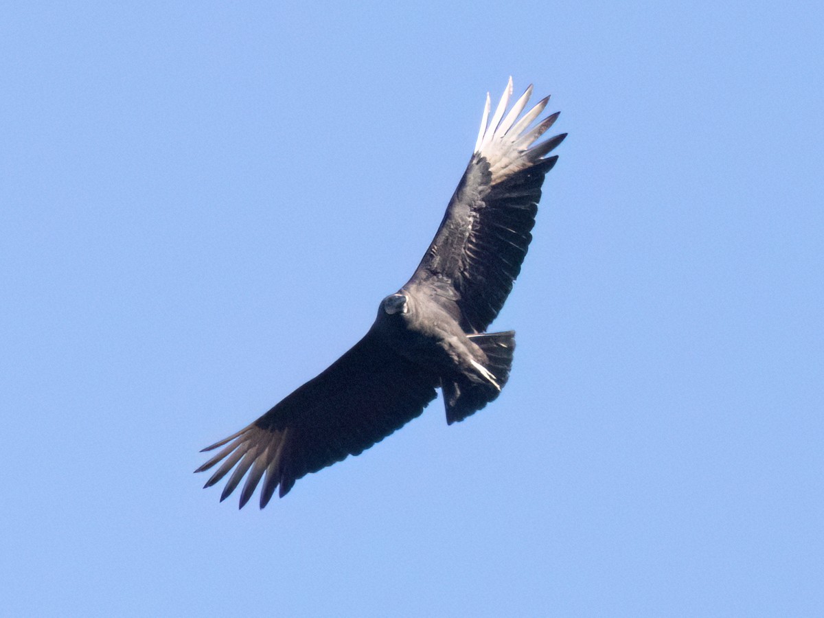Black Vulture - ML646427824