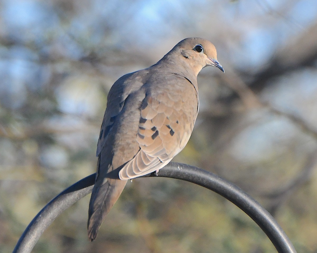 Mourning Dove - ML646427825