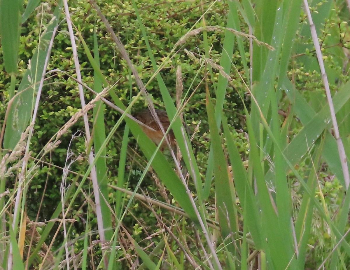 Southern Emuwren - ML646427829