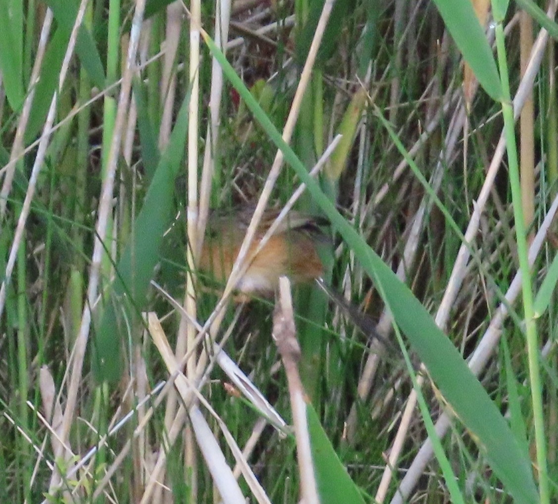 Southern Emuwren - ML646427830