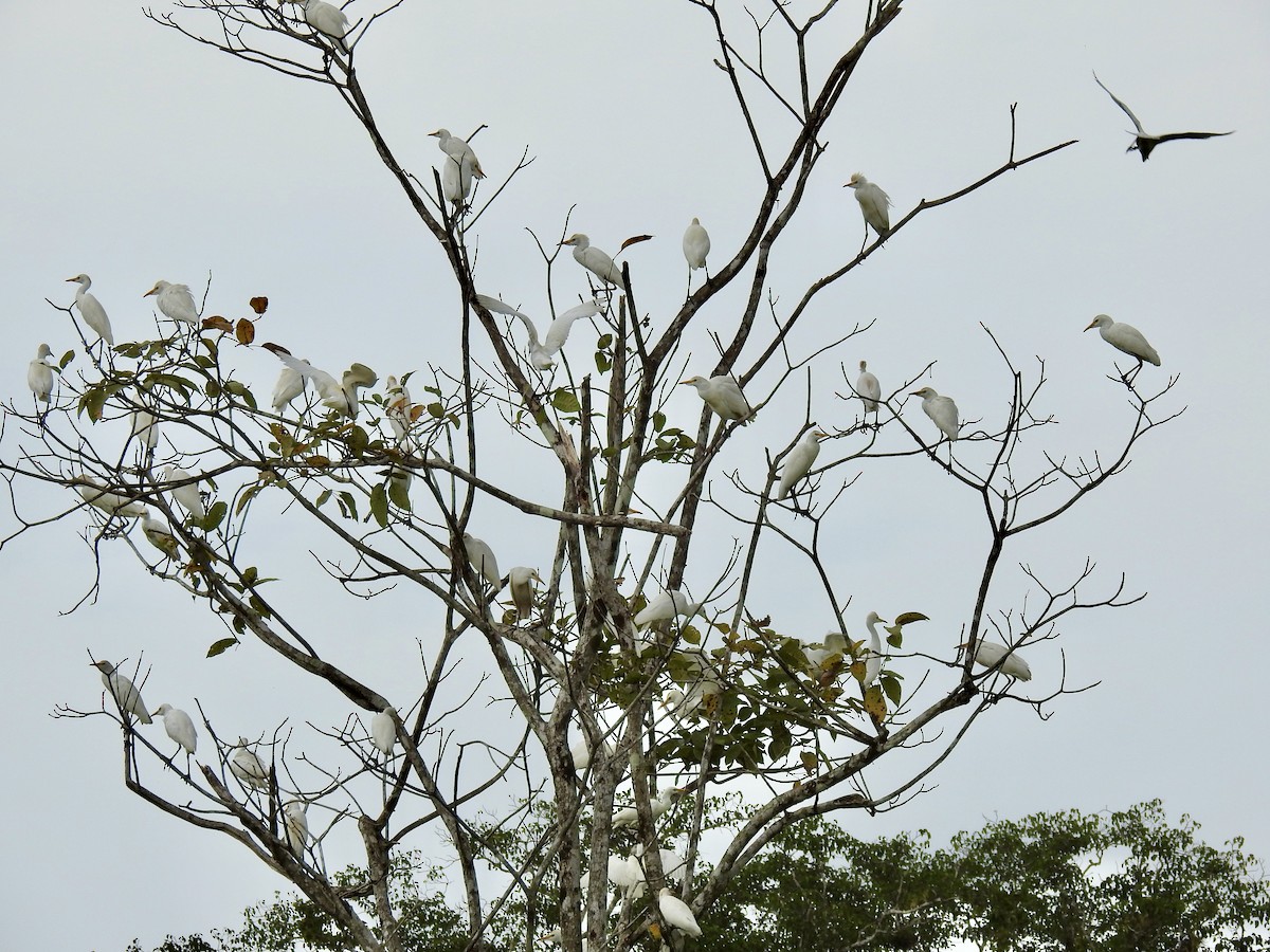Western Cattle-Egret - ML646427831