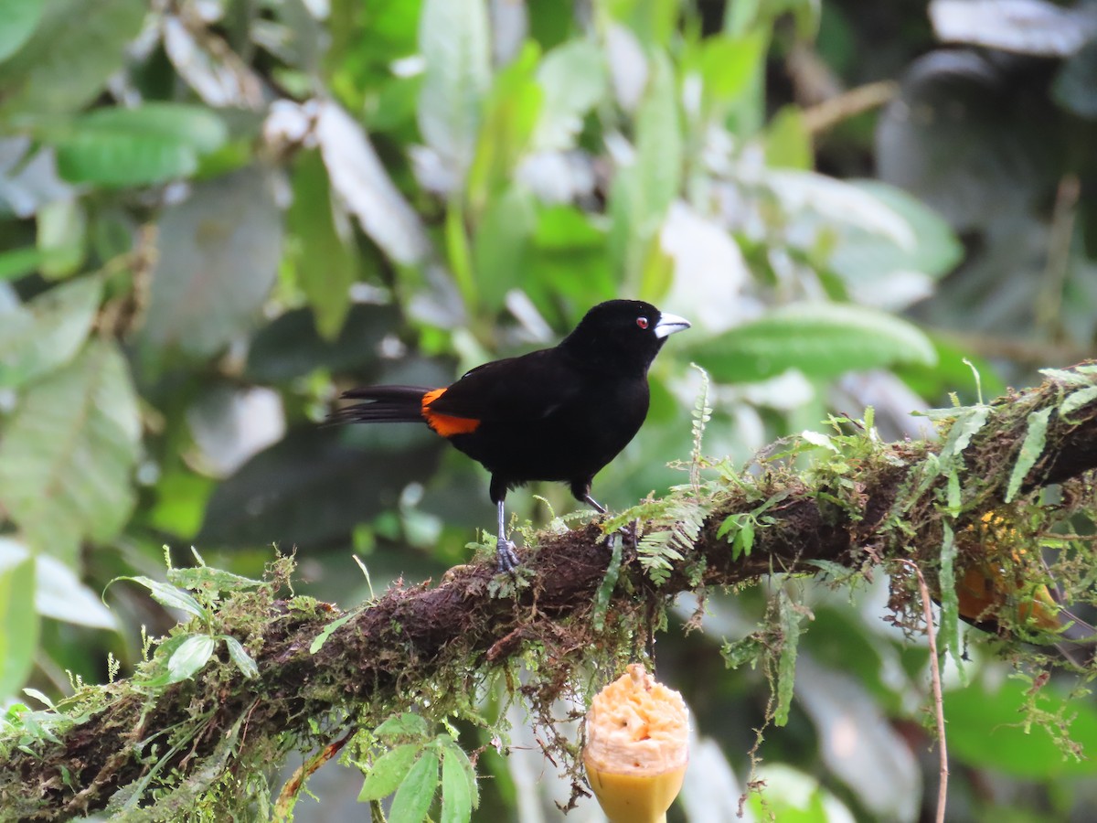 Flame-rumped Tanager - ML646427833