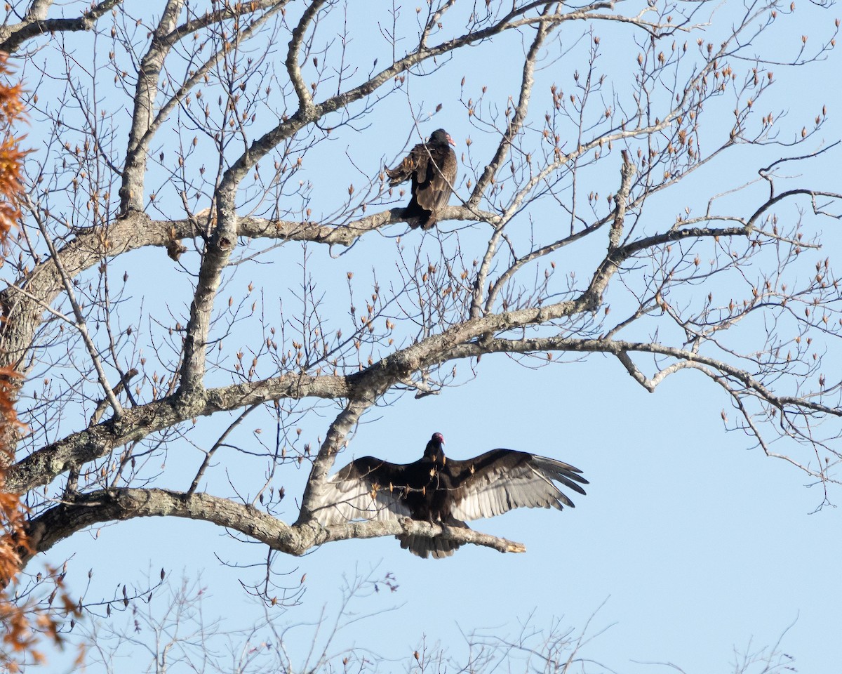 Turkey Vulture - ML646427834